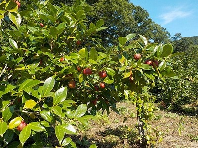 アガノユキツバキオイル　12ml