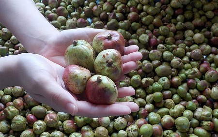 アガノユキツバキオイル　12ml