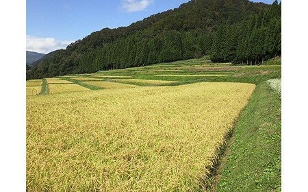 令和5年産 滝の又農産が作ったお米 精米10kg（5kg×2)【湯沢産コシヒカリ】
