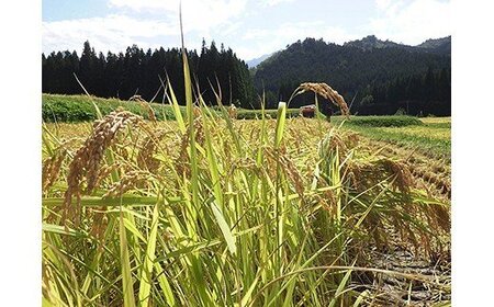 令和5年産 滝の又農産が作ったお米 精米10kg（5kg×2)【湯沢産コシヒカリ】