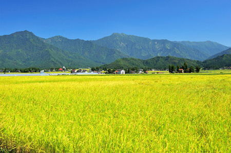 令和5年産 湯沢産コシヒカリ 雪蔵貯蔵米 ＜無洗米＞5kg 精米したてのお