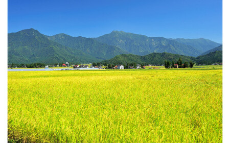 12ヶ月定期便】令和5年産米 湯沢産コシヒカリ＜無洗米＞4kg（2kg×2袋