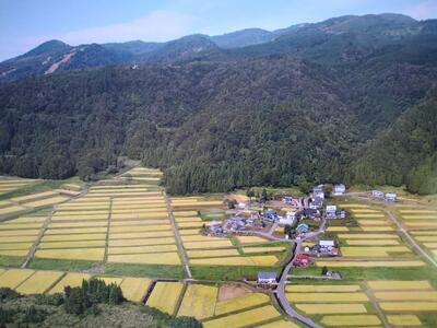 魚沼コシヒカリ 苗場プリンセス 特別栽培米 農薬化学肥料5割減 ごはんパック【12パック入り】 |津南町 パックごはん