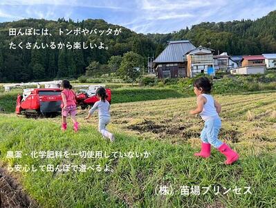 魚沼産こがねもち 精米5kg 有機jaS認証米 |津南町 こがねもち