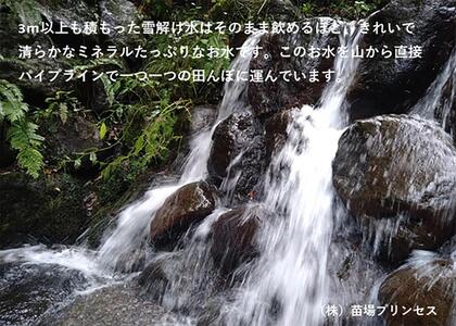 魚沼産こがねもち 精米2kg 有機jaS認証米 |津南町 こがねもち