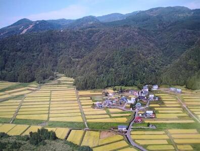 魚沼産こがねもち 精米2kg 特別栽培米 農薬化学肥料5割減 |津南町 こがねもち