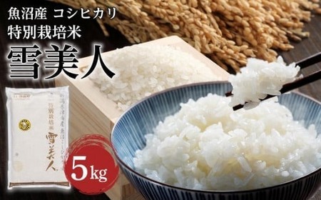 魚沼産コシヒカリ 特別栽培米 雪美人  5kg  |津南町 魚沼 令和7年