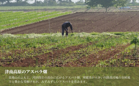 【令和8年産先行予約】津南産アスパラガス LA・2L おまかせ1.3kg |津南町 アスパラガス