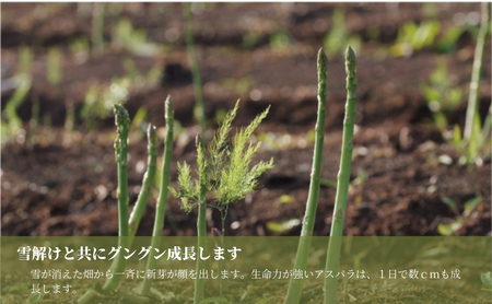 【令和8年産先行予約】津南産アスパラガス LA・2L おまかせ1.3kg |津南町 アスパラガス