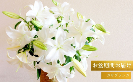 【2026年先行予約】花 カサブランカ 8本セット お盆期間お届け ユリ ユリの女王 オリエンタルハイブリッド 有限会社イタバ |津南町 カサブランカ