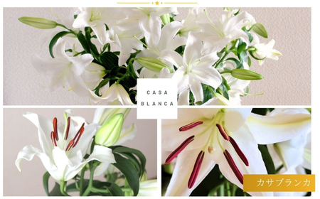 【2026年先行予約】花 カサブランカ 8本セット お盆期間お届け ユリ ユリの女王 オリエンタルハイブリッド 有限会社イタバ |津南町 カサブランカ