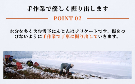 【令和8年産先行予約】津南の雪下にんじん 7kg 新潟県 旭商事株式会社