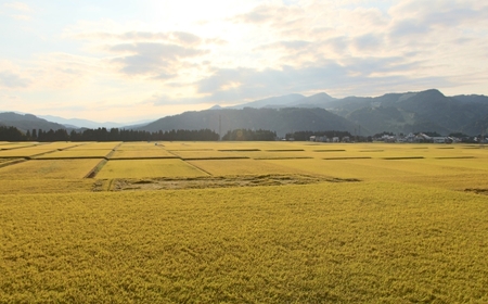 魚沼産コシヒカリ ひまわりの里 5kg2袋×3か月連続お届け | 30キロ 津南町 魚沼 令和7年