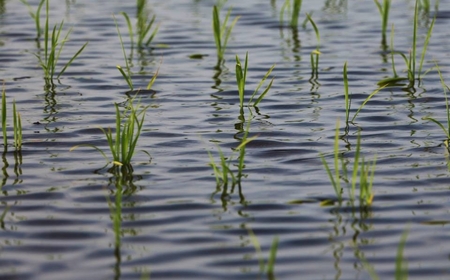 新之助 5kg 魚沼津南産 新潟の新しい風  | 魚沼 令和7年