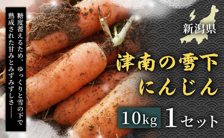 【令和8年産先行予約】津南の雪下にんじん 10kg 1セット | にんじん