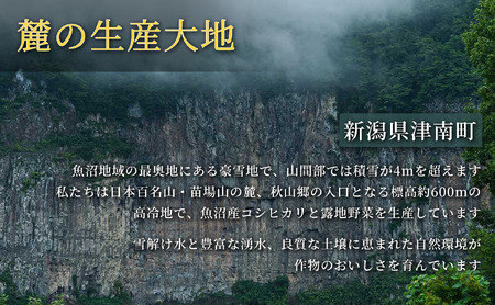 【令和8年産先行予約】朝採れ とうもろこし（6本）2Lサイズ 1セット | 津南町 スイートコーン とうもろこし