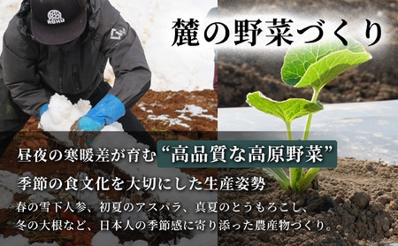 【令和8年産先行予約】朝採れ とうもろこし（6本）2Lサイズ 1セット | 津南町 スイートコーン とうもろこし