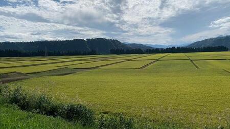魚沼産コシヒカリ 5kg×1袋 新潟県 |津南町 魚沼 令和7年