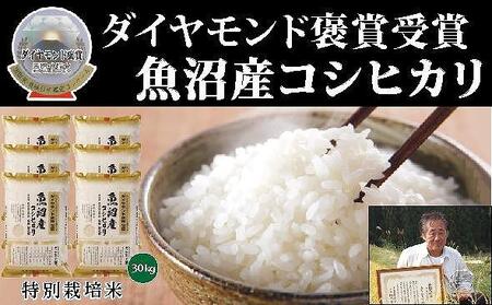 令和４年産魚沼産コシヒカリ30kg - 米