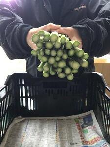 【令和8年産 先行予約】朝取りアスパラガス l2lサイズ 2kg |津南町 アスパラ