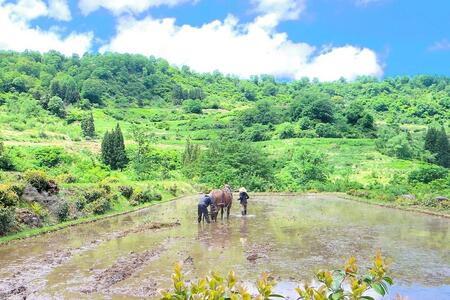 馬耕で米づくり・日本の原風景を世界へ伝える限定酒「田人馬 白 2021」
