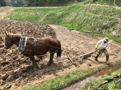 馬耕で米づくり・日本の原風景を世界へ伝える限定酒「田人馬 白 2021」