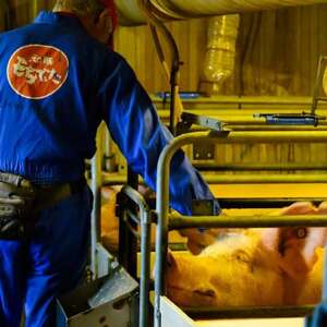 サクッと肉厚!越後もち豚とんかつ用 900g 絶品の食感【配送不可地域:離島】【1644011】