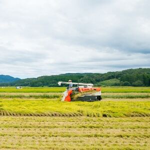 【毎月定期便】関川村産こしひかり5kg ふっくら美味しさ 岩船米 [横山農産]全12回【4073326】