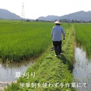 【毎月定期便】[極上]安心こだわり米 岩船産コシヒカリ精米6kg(3kg×2袋)[百姓屋]全12回【4074564】