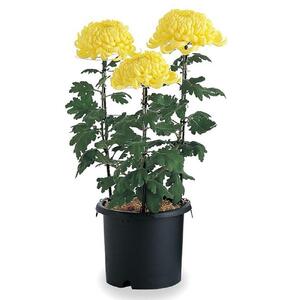 菊鉢10号　10個セット