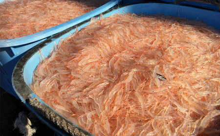 富山湾のシロエビ(殻付き)300g