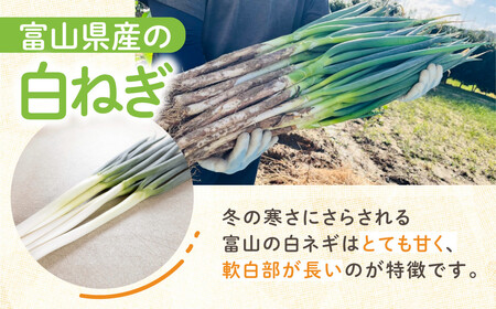 くろまる農園　富山の白ネギ（泥付き）3キロ