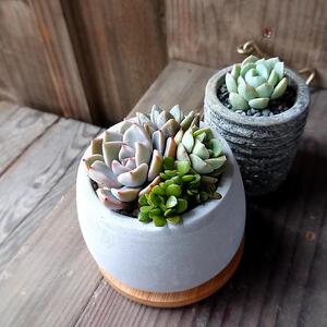 多肉アレンジ2個set（A）