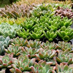 多肉アレンジ2個set（A）