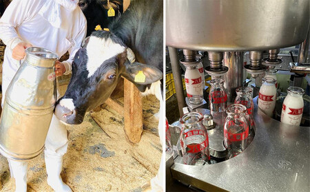 Yatsuo MILK (牛乳)10本セット　富山八尾のおいしいビン牛乳