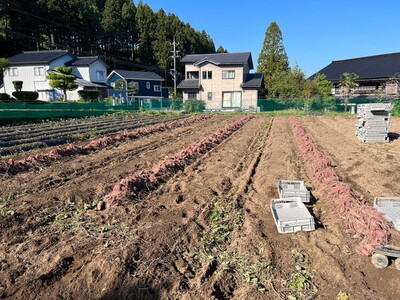 富山県魚津産さつまいも 金時さつまいも 5kg サイズS-M｜長引野 黒ボク土 ホックホク 土付 ※北海道・沖縄・離島への配送不可