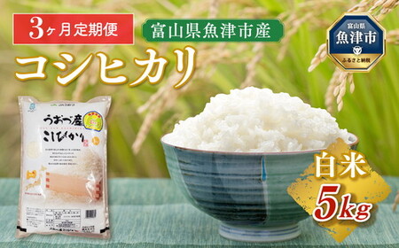 【令和7年度米】【3ヶ月定期便】富山県 うおづ産米「コシヒカリ」5kg（精米）｜ 3回 3ヶ月 こしひかり こめ  ※北海道・沖縄・離島への配送不可
