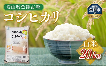 米 コシヒカリ 20kg (5kg×4袋) 魚津産米 富山 こめ コメ お米 おこめ 白米 精米