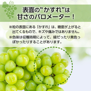 訳あり シャインマスカット 約2kg 樹熟 3～4房 富山県産 マスカット ぶどう ブドウ 葡萄