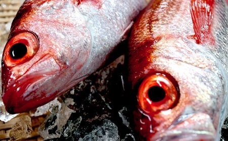 極 富山湾産 のどぐろ開き 600g級 3尾 富山県魚津市 ふるさと納税サイト ふるなび