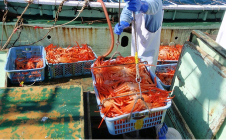 【3-5月出荷】蒸し紅ズワイガニ 1匹(約800g以上) | ずわい蟹 ずわいガニ ズワイガニ ※2026年3月上旬~5月下旬頃に順次発送予定 ※北海道・沖縄・離島への配送不可