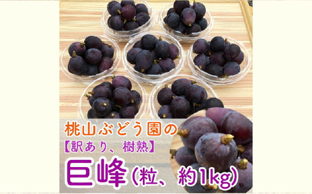 【訳あり】樹熟の巨峰 約1kg(粒・パック入り)