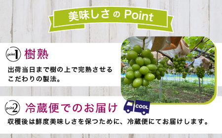 【早期予約】【訳あり】シャインマスカット 約1.2kg 樹熟 1～2房｜富山県産 マスカット ぶどう ブドウ 葡萄　※北海道・沖縄・離島への配送不可　※2024年10月上旬～12月下旬頃に順次発送予定