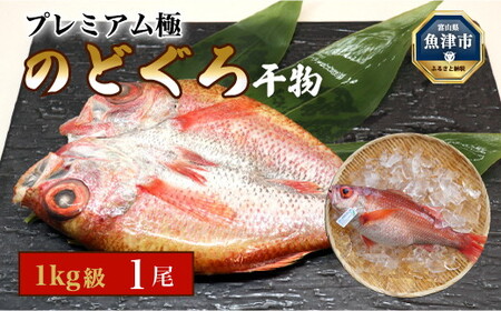 【プレミアム極】日本海産のどぐろ干物 1kg級 1尾(数量限定)