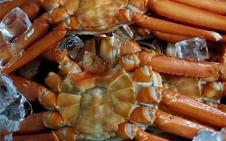 本ずわいかに缶 24缶セット 賞味期限2026年7月 魚介類(