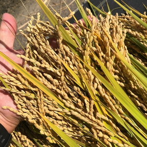 【令和7年度米】農家直送「 富富富 」10kg(玄米)|富山米 ふふふ ※北海道・沖縄・離島への配送不可