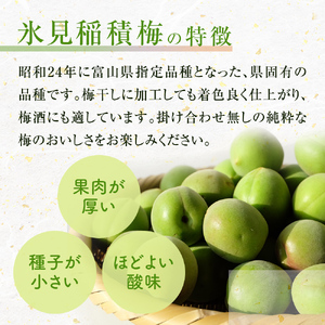 越中伝統梅干し 氷見稲積梅(1kg)　【発酵食品】