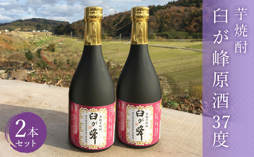 芋焼酎 臼が峰原酒（37度）2本セット| 焼酎 芋焼酎 さつまいも 黄金千貫 原酒 お酒 お取り寄せ 本格焼酎 いも焼酎 家飲み 富山 氷見 
