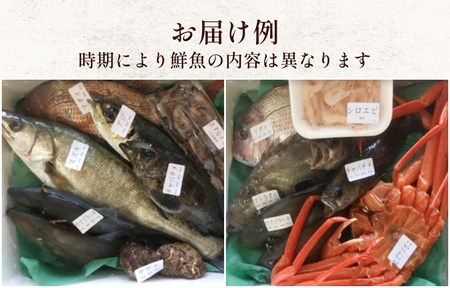 天然のいけす 富山湾 氷見漁港直送！ 旬の鮮魚セット 定期便3ヶ月連続お届け