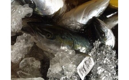 氷見産ぶり切り身 （汐ぶり 切り身・西京漬け・たまり醤油漬け） ３種９切れ＆ぶり生ハム  | 鰤切り身 ブリ切り身 鰤西京漬け 鰤たまり醤油漬け 鰤生ハム ぶり ブリ 鰤 切り身 切りみ 氷見漁港 氷見 